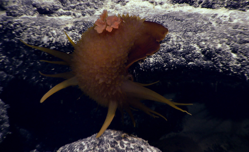 Image courtesy of the NOAA Office of Ocean Exploration and Research, 2017 Laulima O Ka Moana.